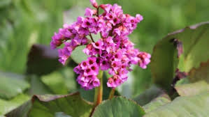 Image result for Bergenie