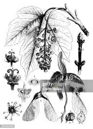 Attēlu rezultāti vaicājumam “Acer pseudoplatanus fruit”