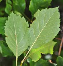 Attēlu rezultāti vaicājumam “Crataegus x macrocarpa leaf”
