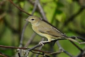 Attēlu rezultāti vaicājumam “Sylvia borin adult”