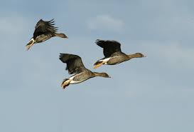 Image result for Anser fabalis