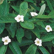 Attēlu rezultāti vaicājumam “Mespilus germanica”