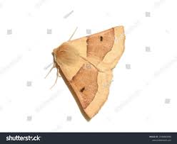 Attēlu rezultāti vaicājumam “Crocallis elinguaria imago”