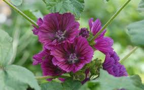 Image result for Malve