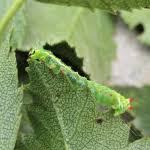 Attēlu rezultāti vaicājumam “Ptilodon capucina larva”