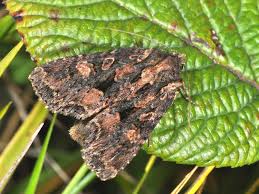 Attēlu rezultāti vaicājumam “Mniotype satura”