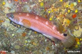 Image result for Scarus zelindae