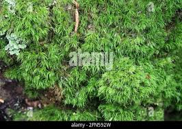 Attēlu rezultāti vaicājumam “Dicranum montanum var. truncicolum”