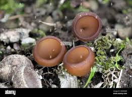 Attēlu rezultāti vaicājumam “Dumontinia tuberosa”