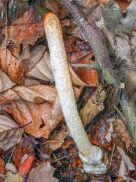 Attēlu rezultāti vaicājumam “Mutinus caninus”