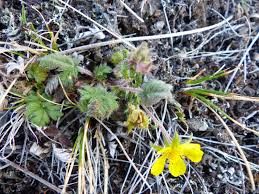 Attēlu rezultāti vaicājumam “Potentilla arenaria flower”