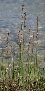 Attēlu rezultāti vaicājumam “Triglochin palustre”