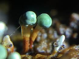 Attēlu rezultāti vaicājumam “Penicillium vulpinum”