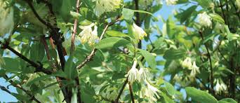 Attēlu rezultāti vaicājumam “Lonicera caerulea var. pallasii flower”