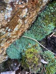 Attēlu rezultāti vaicājumam “Saelania glaucescens”