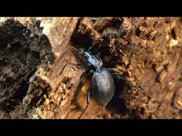 Attēlu rezultāti vaicājumam “Cychrus caraboides”