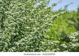 Attēlu rezultāti vaicājumam “Crataegus macracantha flower”