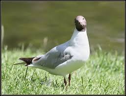 Image result for Chroicocephalus ridibundus