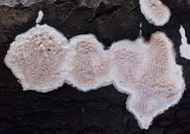 Attēlu rezultāti vaicājumam “Ceriporiopsis resinascens”