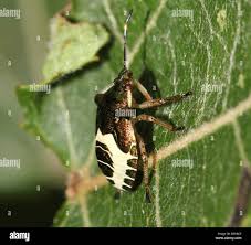 Attēlu rezultāti vaicājumam “Eurydema oleracea imago”