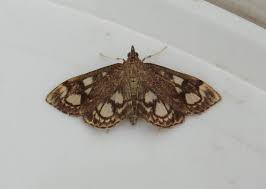 Attēlu rezultāti vaicājumam “Anania stachydalis”