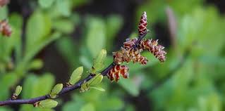 Attēlu rezultāti vaicājumam “Myrica gale fruit”