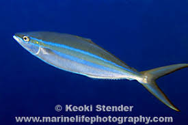 Image result for Elagatis bipinnulata