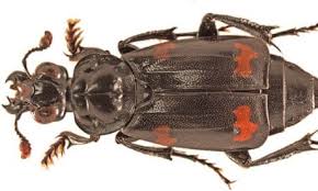 Attēlu rezultāti vaicājumam “Nicrophorus investigator imago”