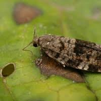 Attēlu rezultāti vaicājumam “Dichelia histrionana”