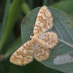 Attēlu rezultāti vaicājumam “Hydrelia flammeolaria”