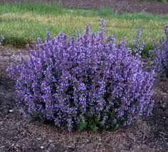 Attēlu rezultāti vaicājumam “Nepeta x faassenii flower”