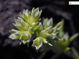 Attēlu rezultāti vaicājumam “Scleranthus annuus”