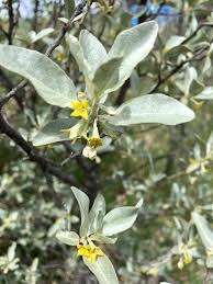 Attēlu rezultāti vaicājumam “Elaeagnus commutata”