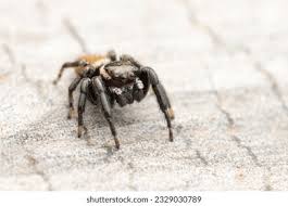 Attēlu rezultāti vaicājumam “Xanthogramma sp.”