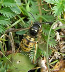 Attēlu rezultāti vaicājumam “Vespula rufa”