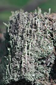 Attēlu rezultāti vaicājumam “Cladonia deformis”