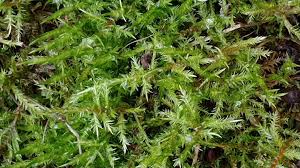 Attēlu rezultāti vaicājumam “Calliergonella cuspidata”