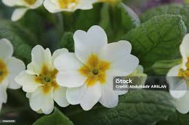 Attēlu rezultāti vaicājumam “Primulaceae”