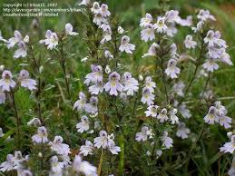 Image result for Euphrasia stricta