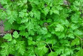 Image result for Anthriscus cerefolium