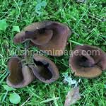 Attēlu rezultāti vaicājumam “Otidea bufonia”