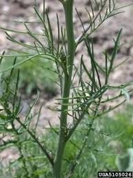 Attēlu rezultāti vaicājumam “Sisymbrium altissimum leaf”