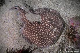 Image result for Tetronarce nobiliana