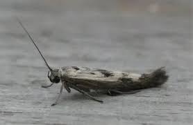 Attēlu rezultāti vaicājumam “Scythris limbella”