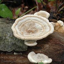 Attēlu rezultāti vaicājumam “Trametes hirsuta”