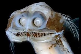 Attēlu rezultāti vaicājumam “Microstoma protracta”