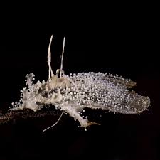 Attēlu rezultāti vaicājumam “Akanthomyces aculeatus”