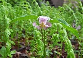 Attēlu rezultāti vaicājumam “Reticularia jurana”