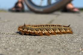 Attēlu rezultāti vaicājumam “Euthrix potatoria larva”