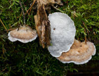 Attēlu rezultāti vaicājumam “Postia leucomallella”